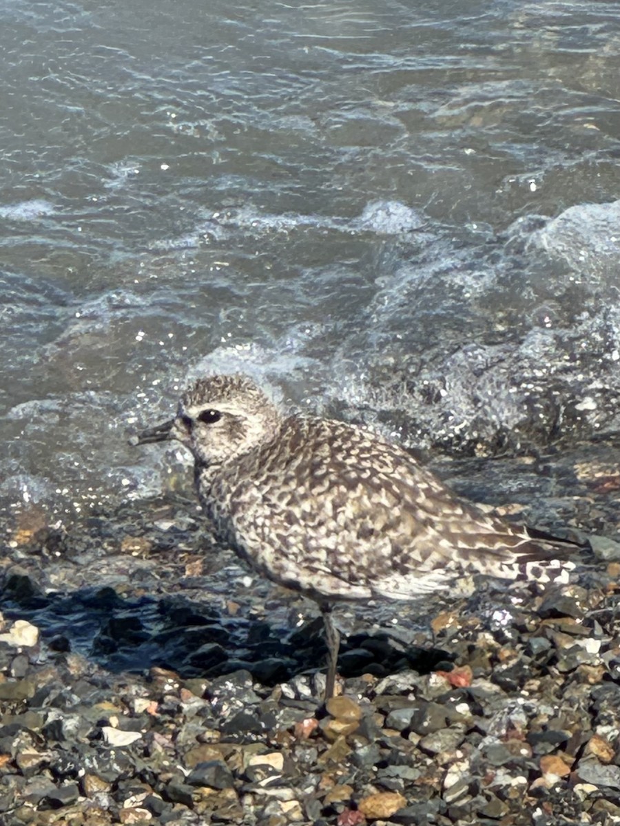 Black-bellied Plover - ML623928613