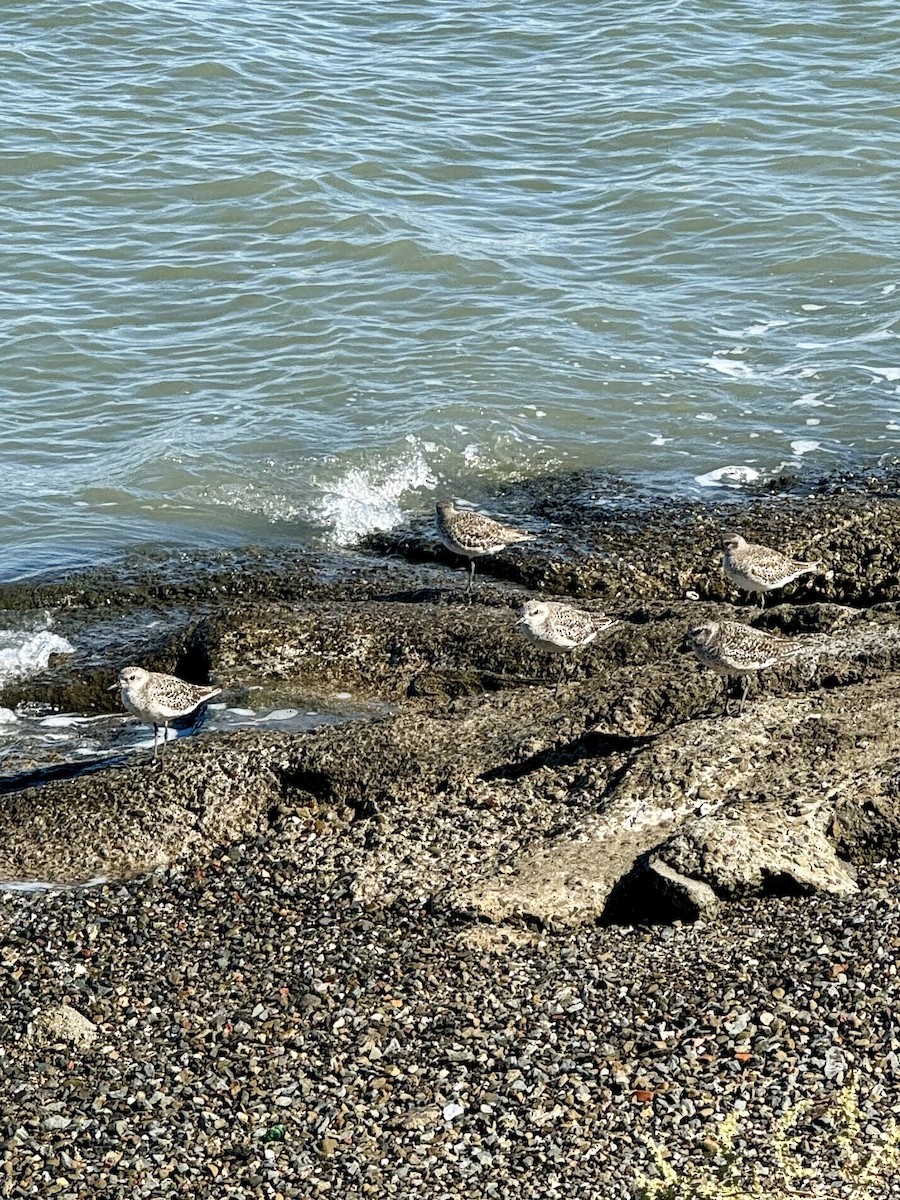 Black-bellied Plover - ML623928614