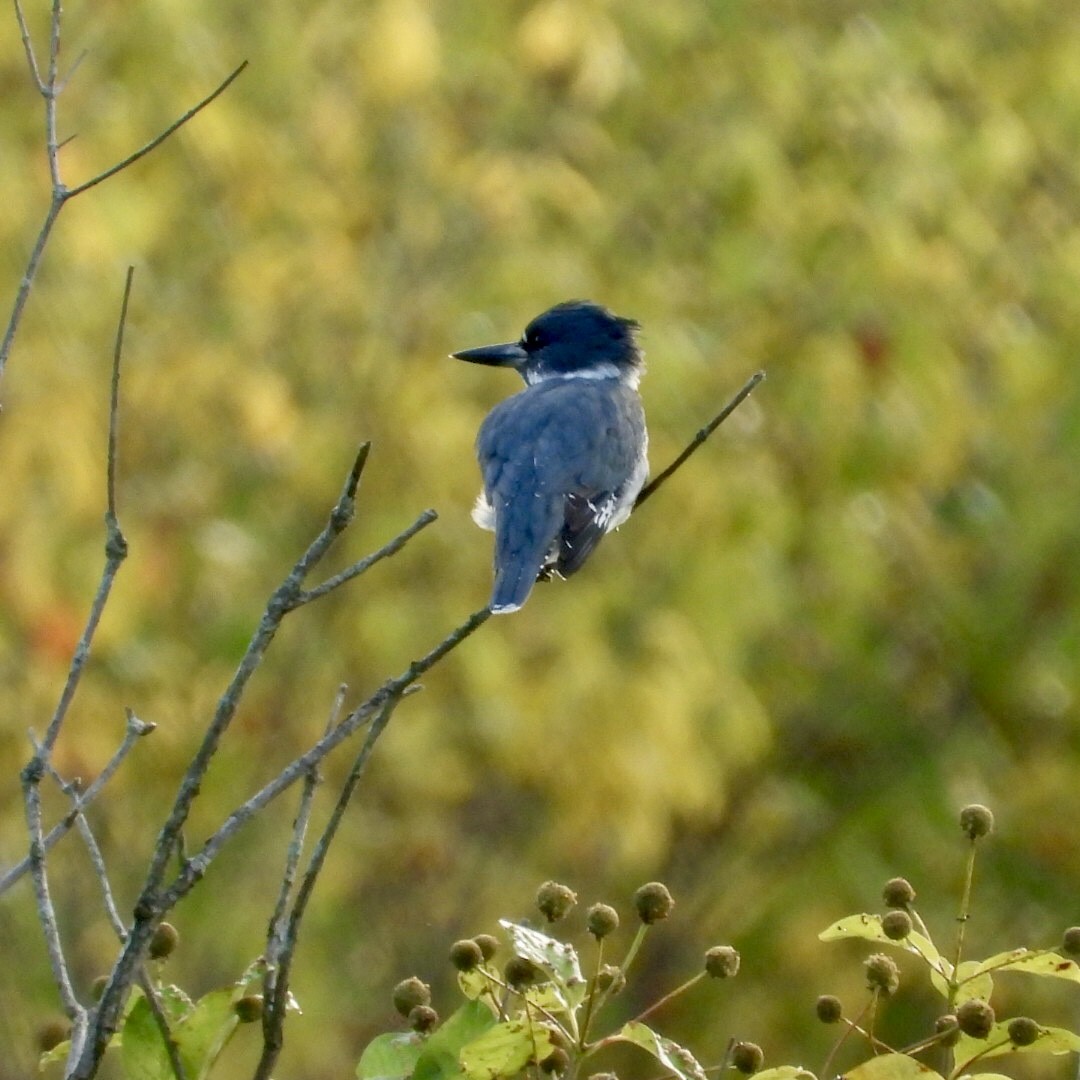 Belted Kingfisher - Manon Guglia