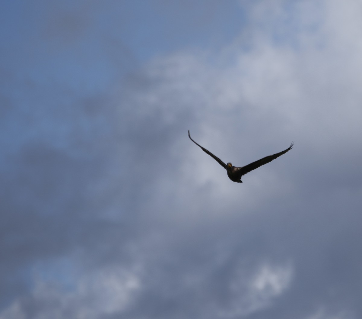 Double-crested Cormorant - River Ahlquist