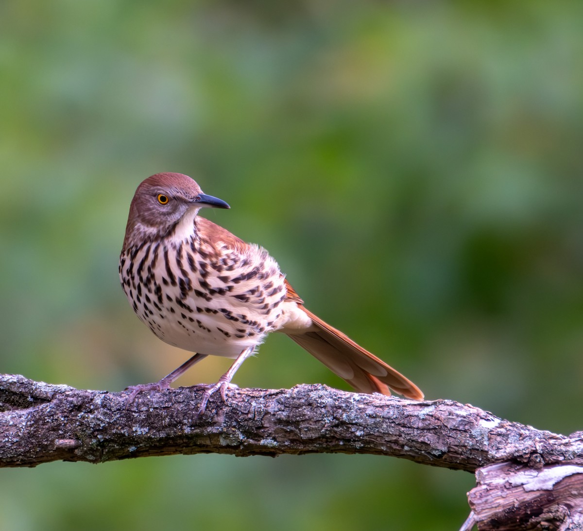 Brown Thrasher - ML623928635