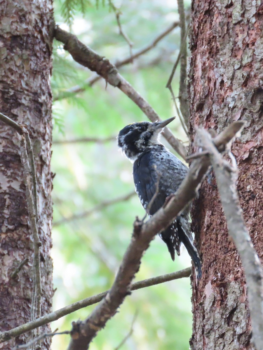 American Three-toed Woodpecker - ML623928678