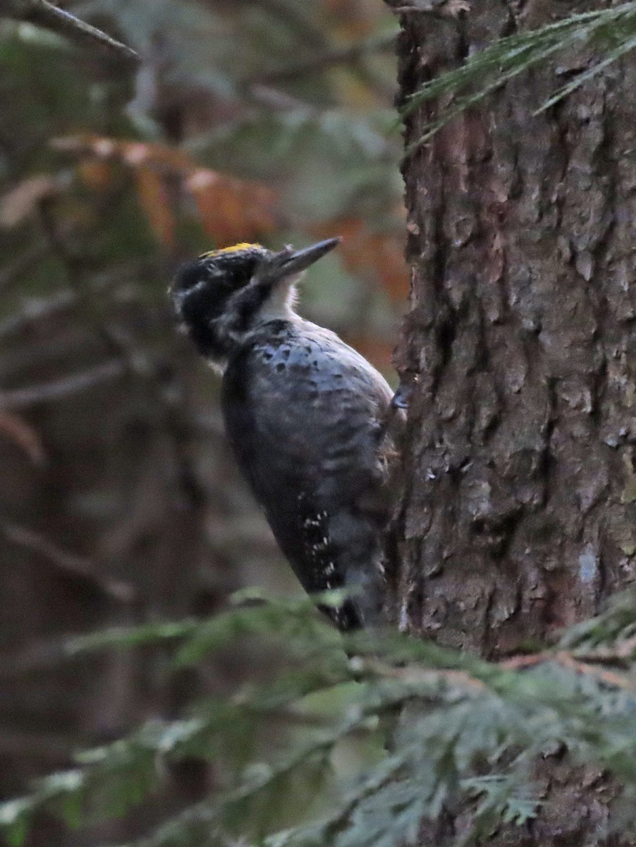 American Three-toed Woodpecker - ML623928679