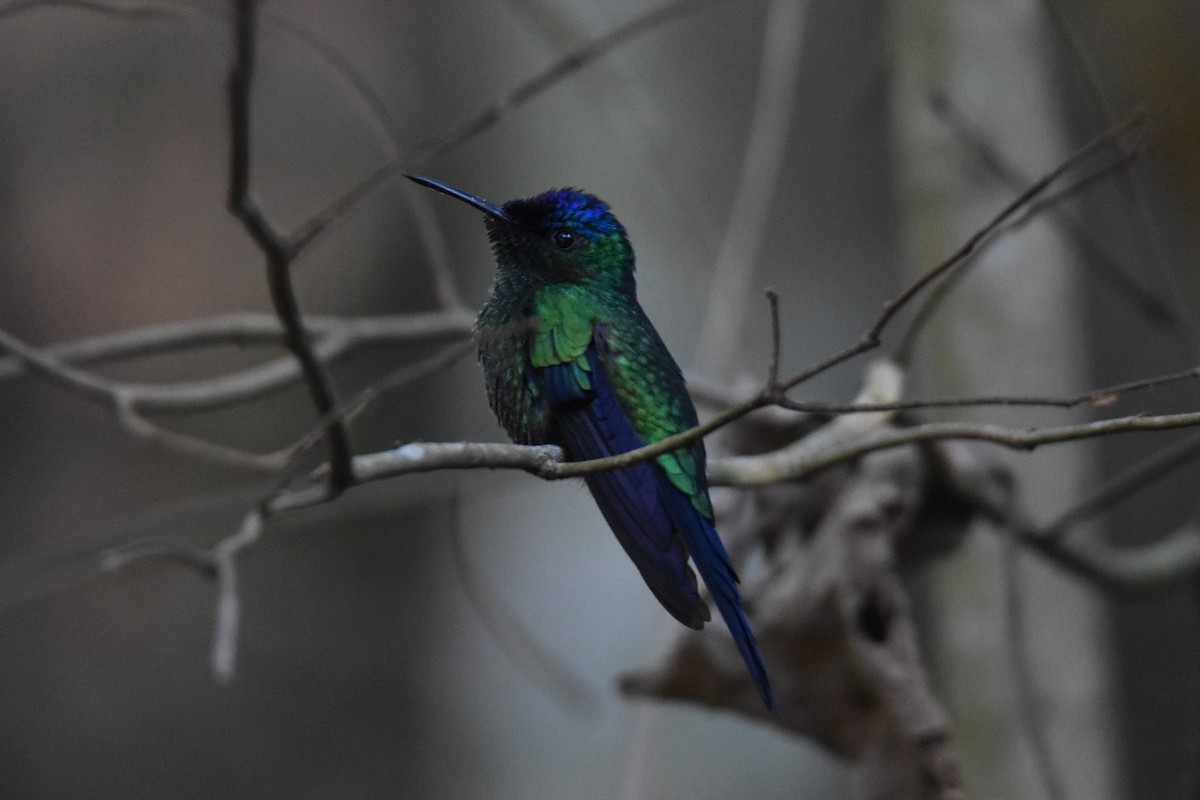 Violet-capped Woodnymph - ML623928680