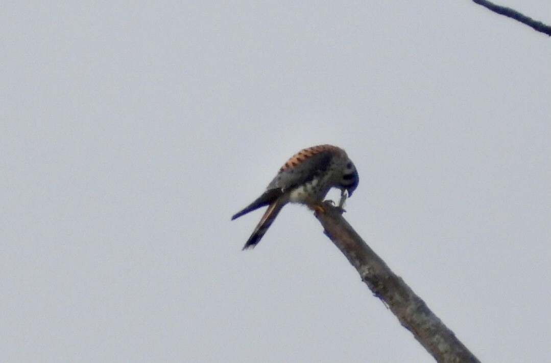 American Kestrel - ML623928682