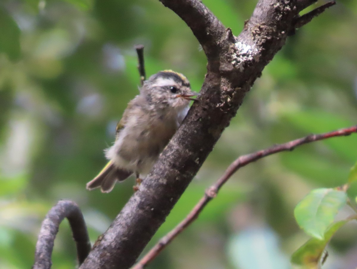 Golden-crowned Kinglet - ML623928706