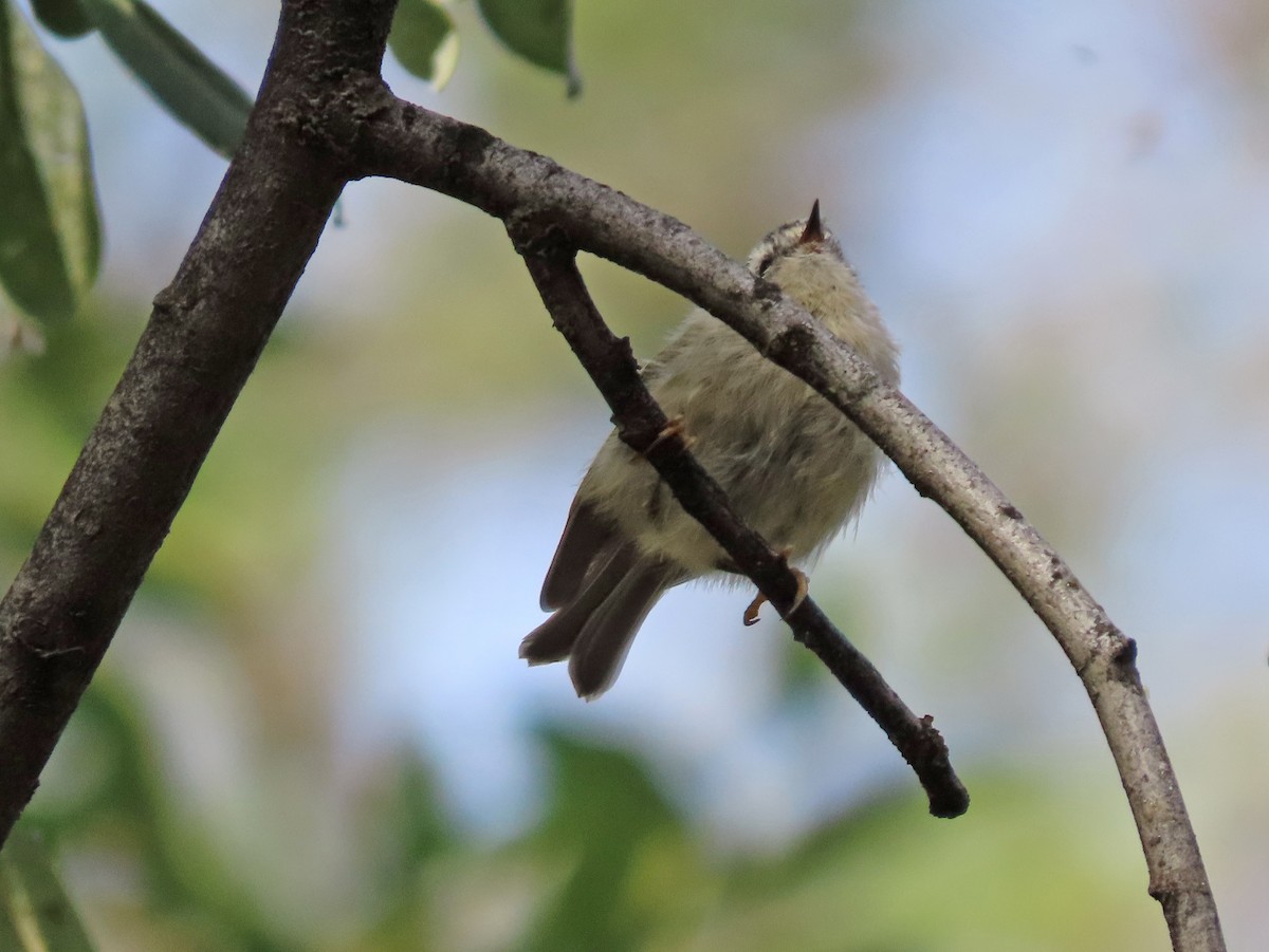 Golden-crowned Kinglet - Pam Laing