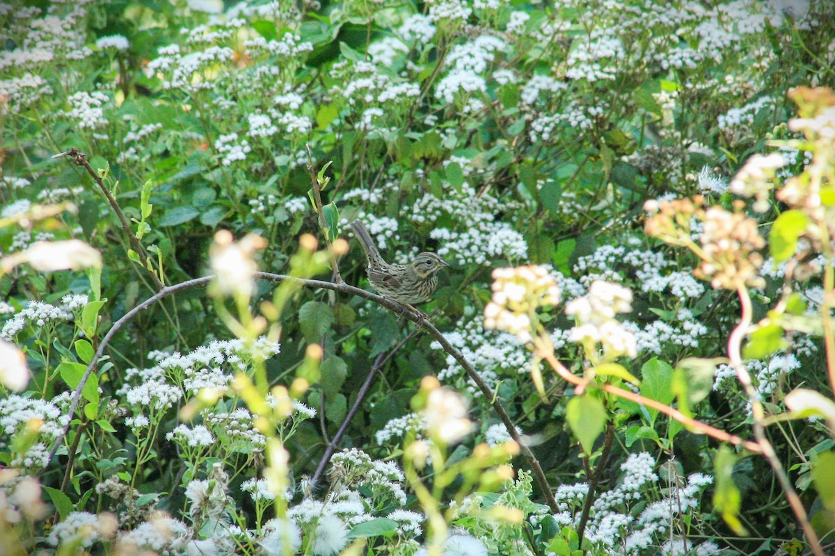 Lincoln's Sparrow - ML623928713