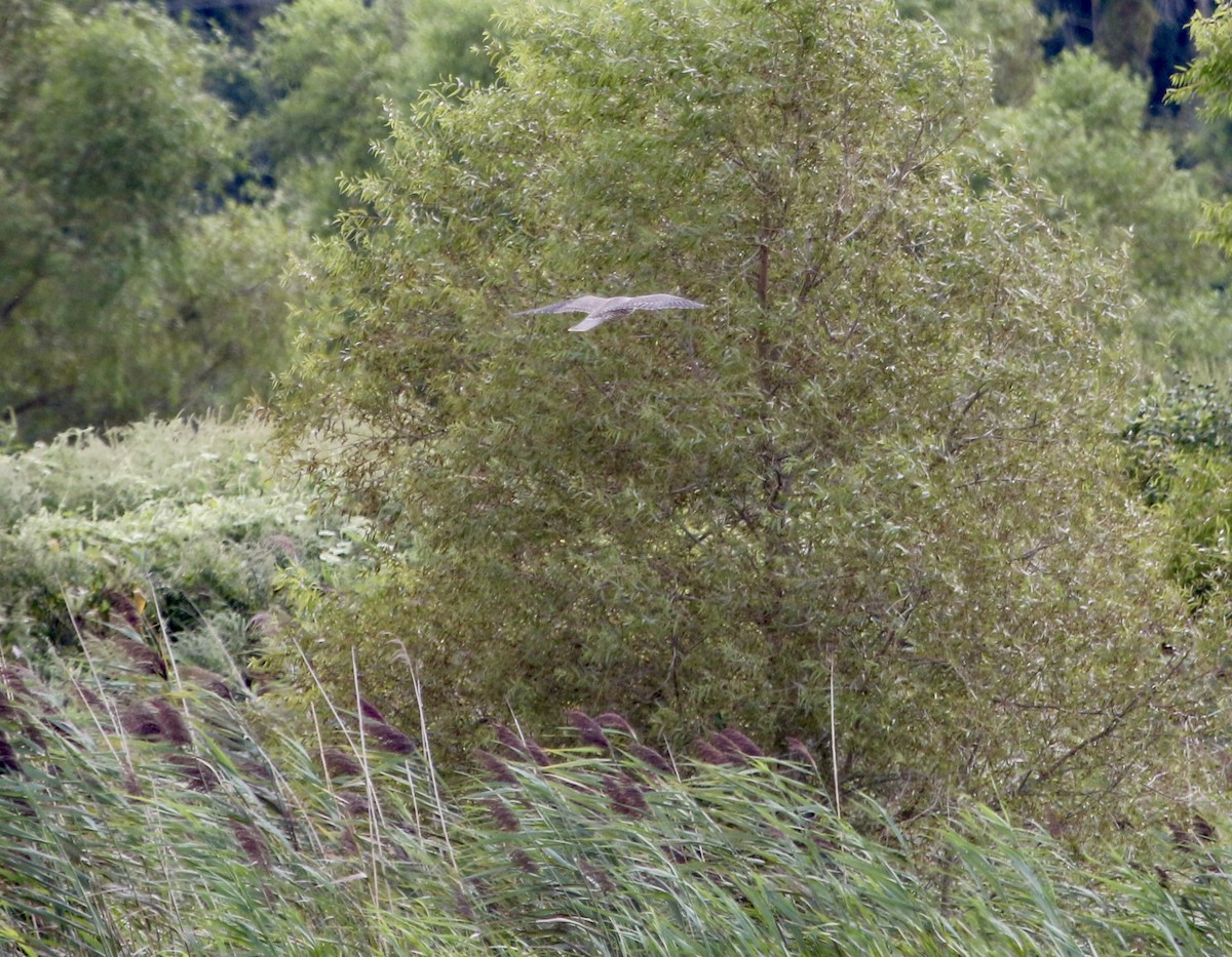 Peregrine Falcon - River Ahlquist