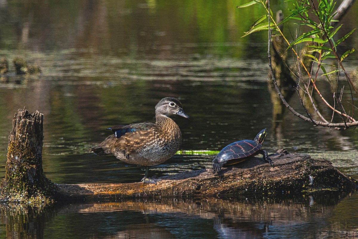 Canard branchu - ML623928730