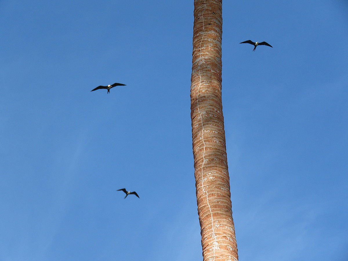 Lesser Frigatebird - ML623928765