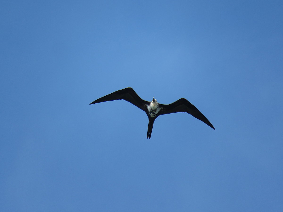 Lesser Frigatebird - ML623928766