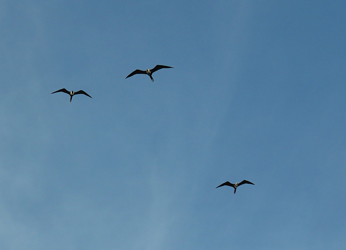 Lesser Frigatebird - ML623928767