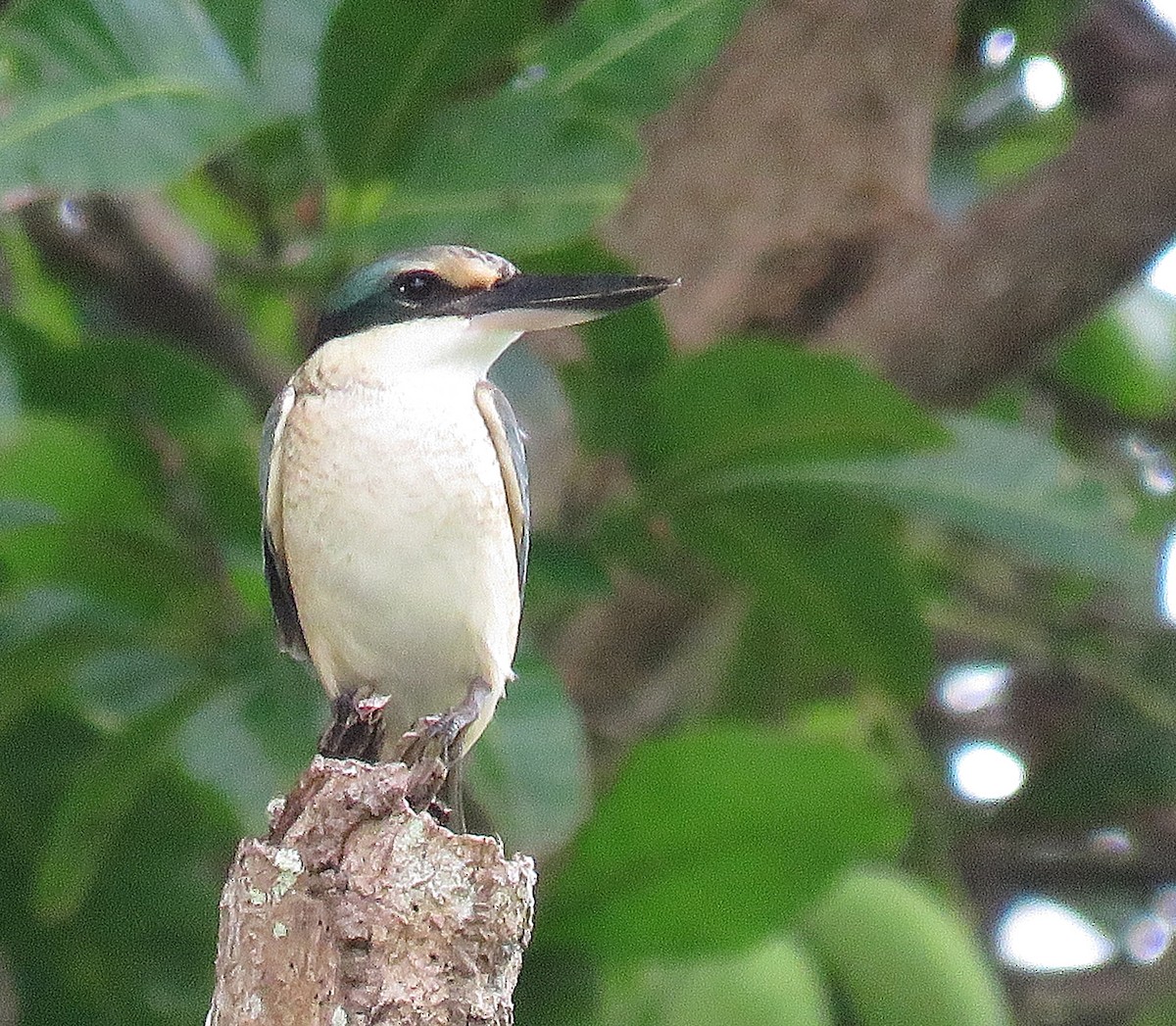 Sacred Kingfisher - ML623928784