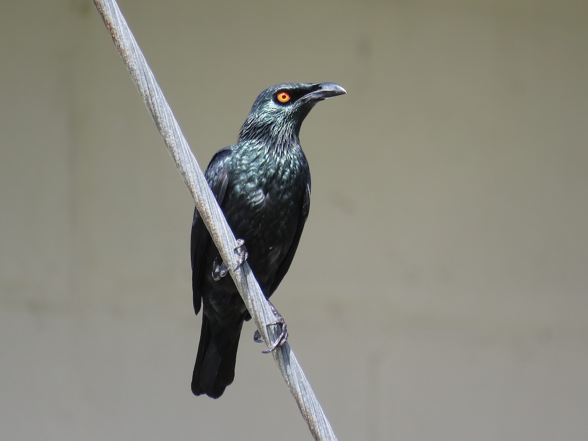 Singing Starling - ML623928786