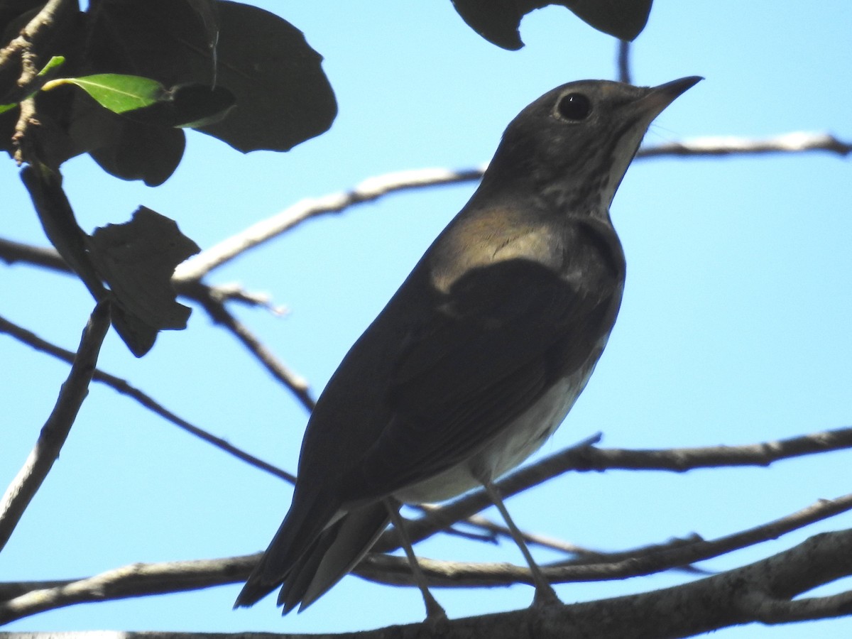 Gray-cheeked Thrush - ML623928792