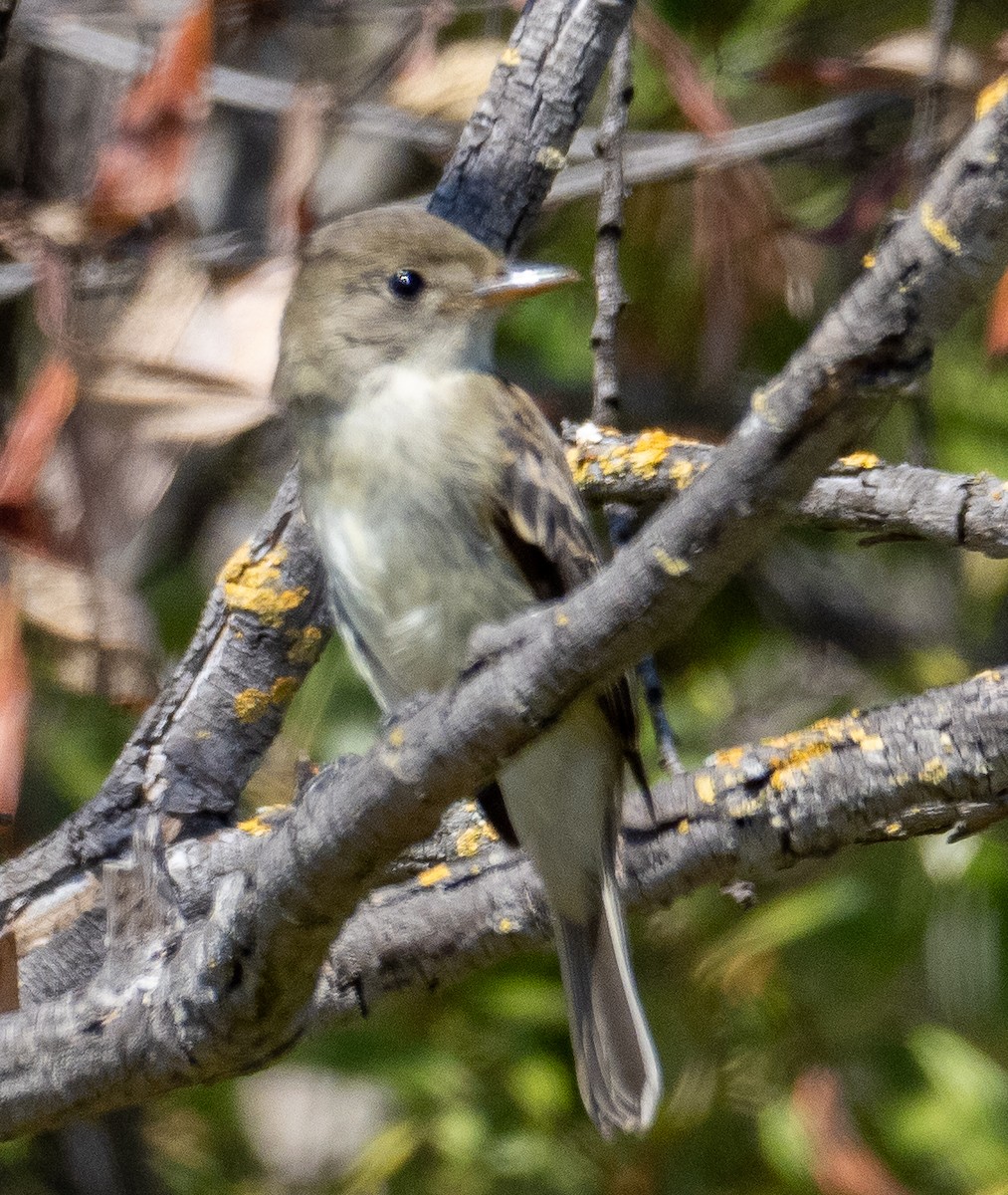 Western Wood-Pewee - ML623928793