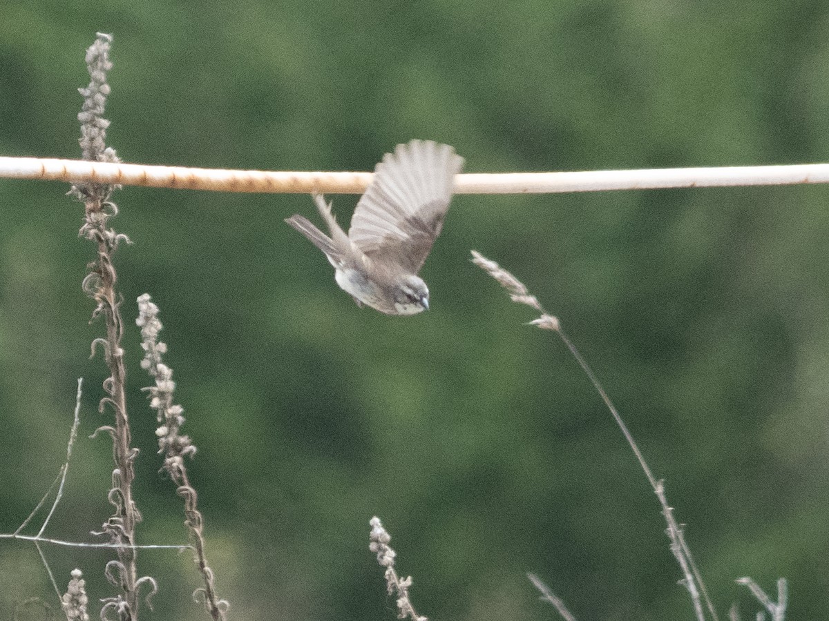 Black-throated Sparrow - ML623928817