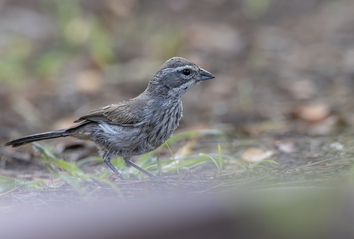 Black-throated Sparrow - ML623928819