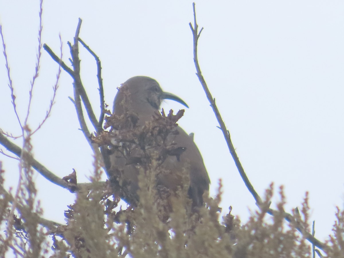 California Thrasher - ML623928821