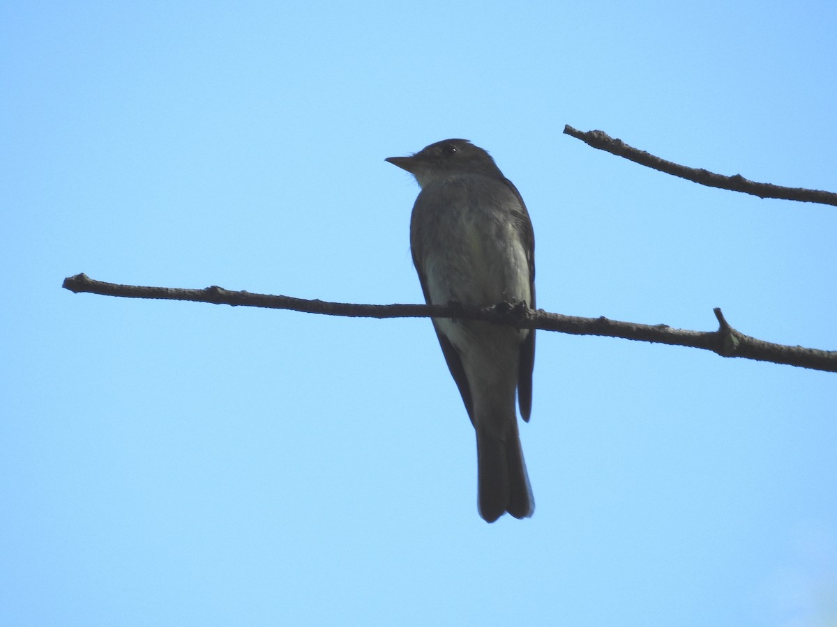 Eastern Wood-Pewee - ML623928823