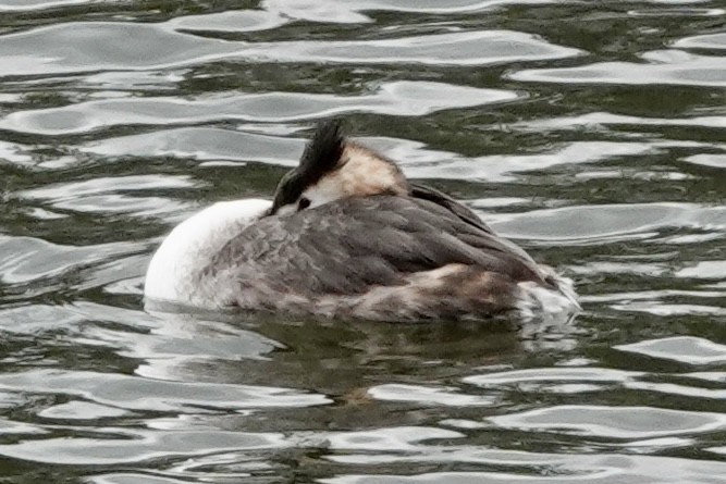 Great Crested Grebe - ML623928828