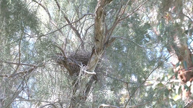 Red Wattlebird - ML623928834