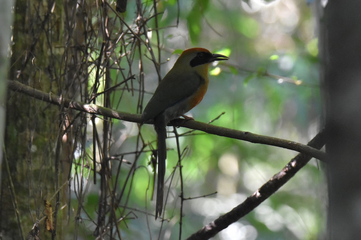 Rufous-capped Motmot - ML623928841
