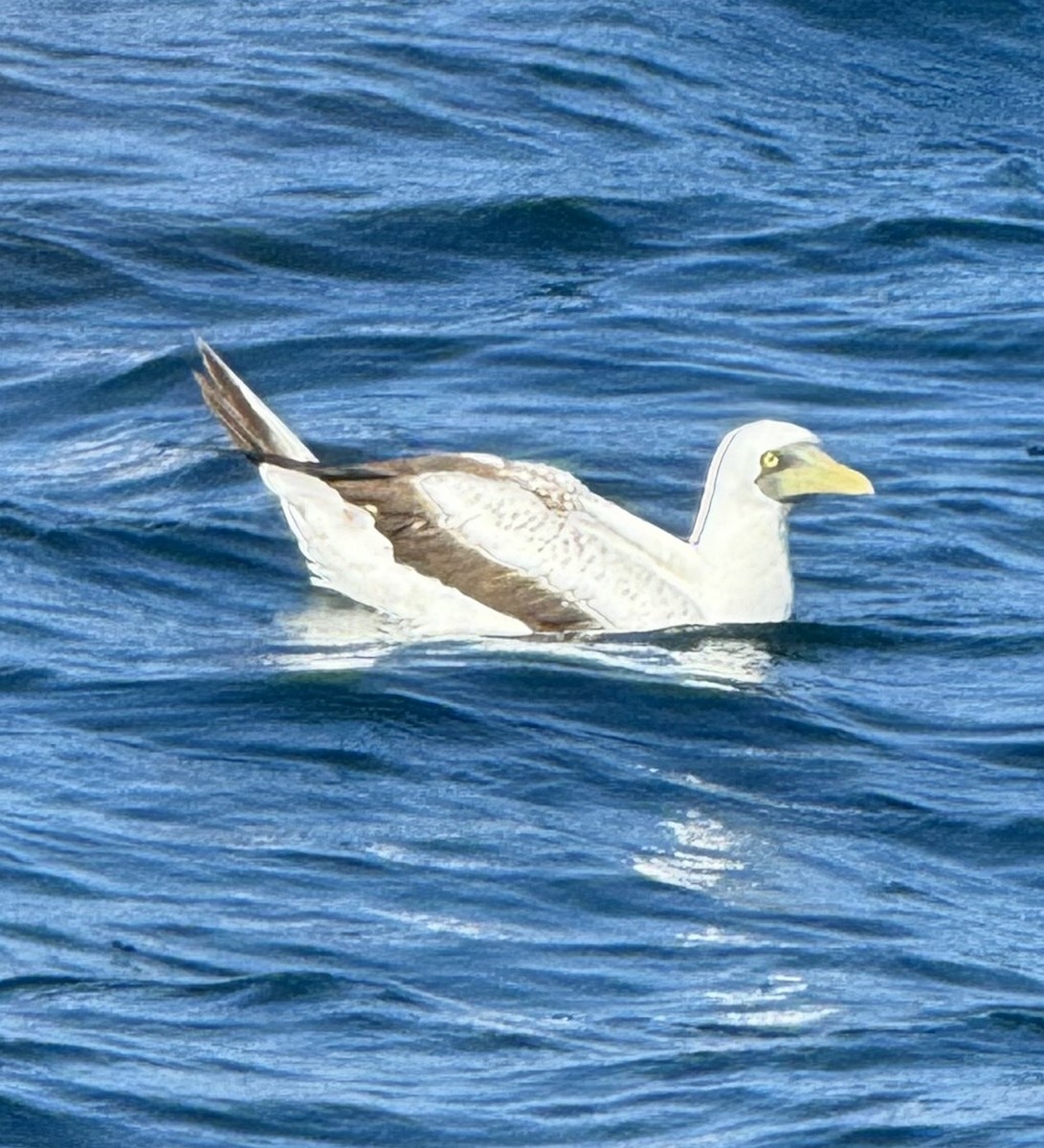 Masked Booby - ML623928853