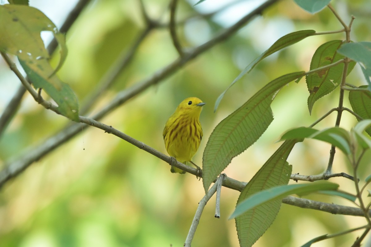 Northern/Mangrove Yellow Warbler - ML623928879
