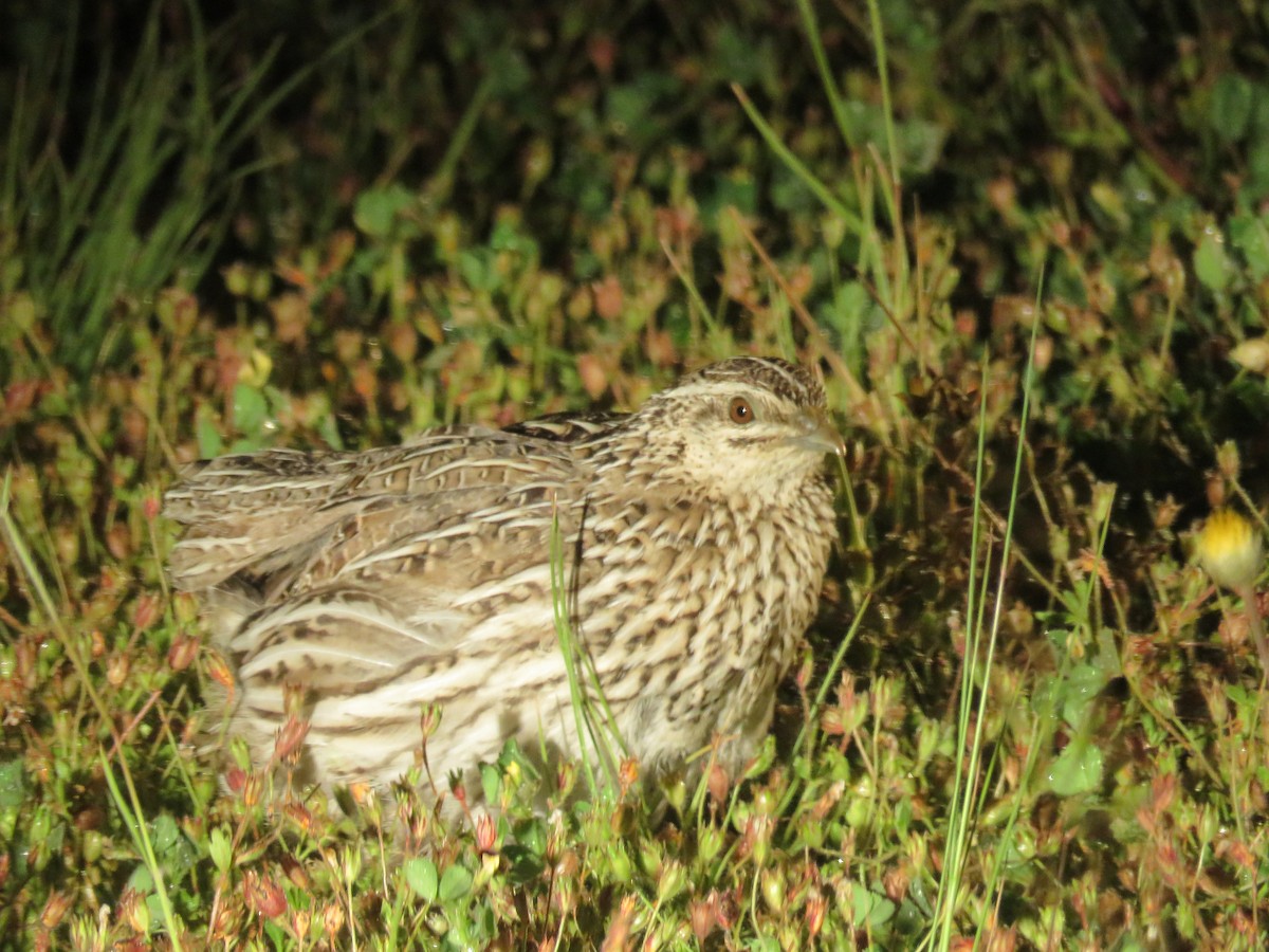 Stubble Quail - Erik FORSYTH