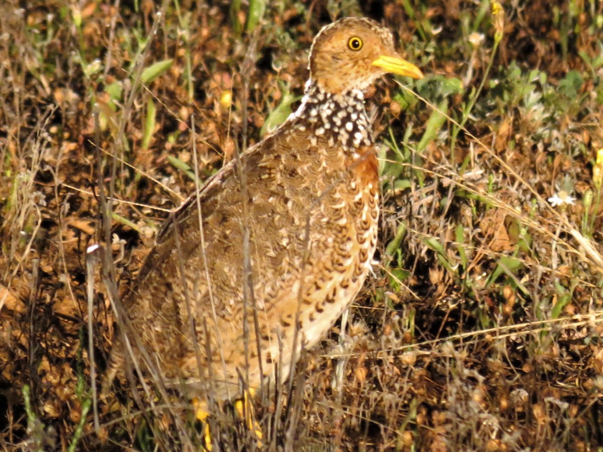 Plains-wanderer - ML623928895