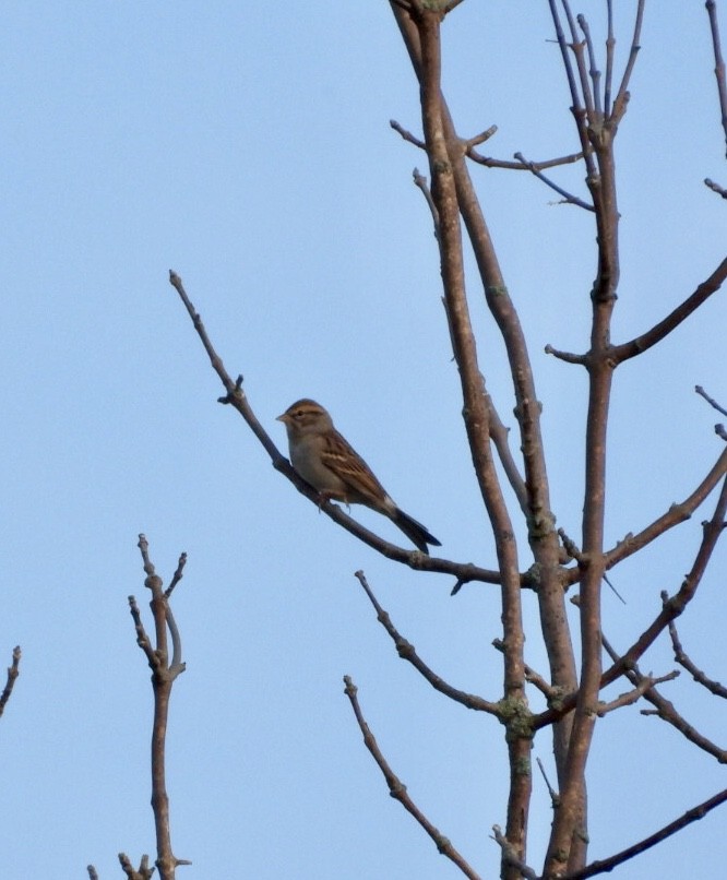 Chipping Sparrow - ML623928896