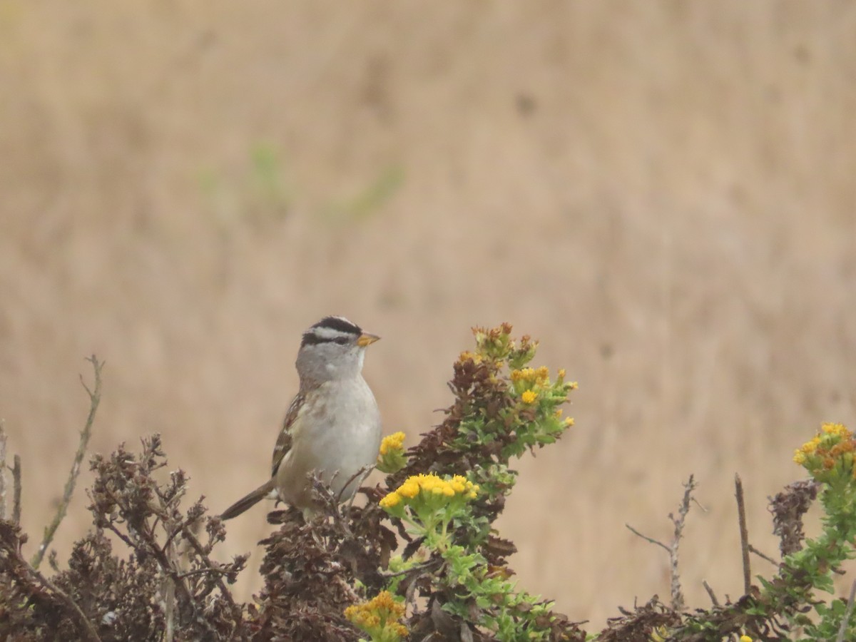 White-crowned Sparrow (Yellow-billed) - ML623928898