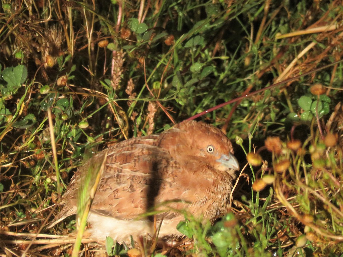 Little Buttonquail - ML623928902