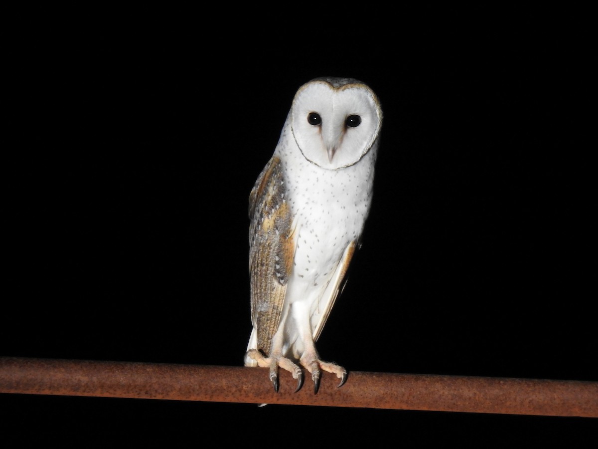 Barn Owl - ML623928912