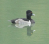 Ring-necked Duck - ML623928925