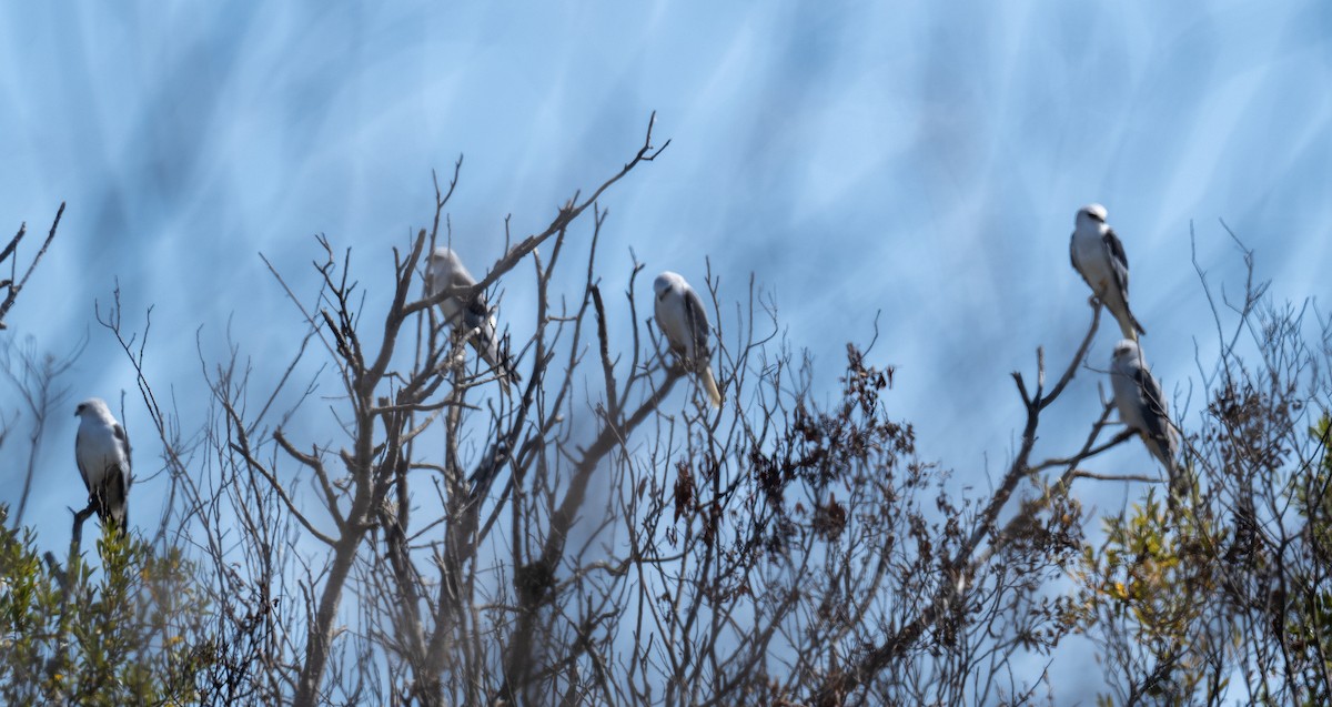 White-tailed Kite - ML623928929