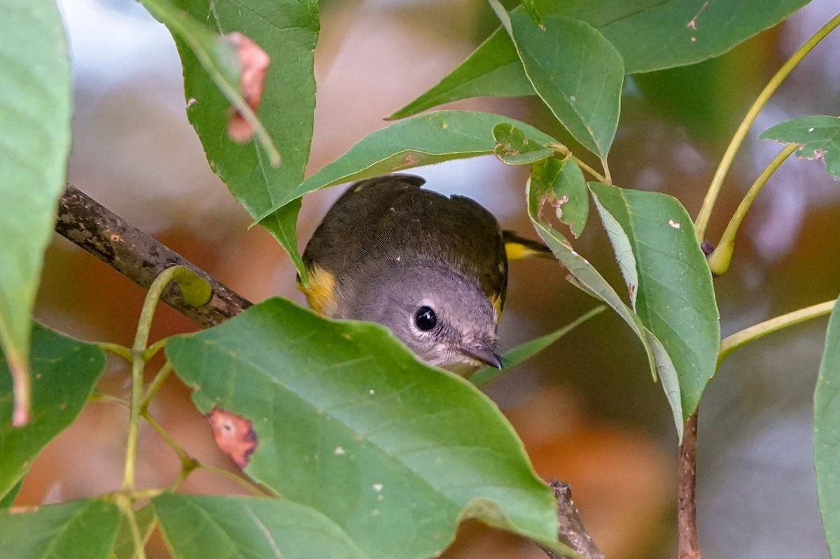 American Redstart - ML623928932