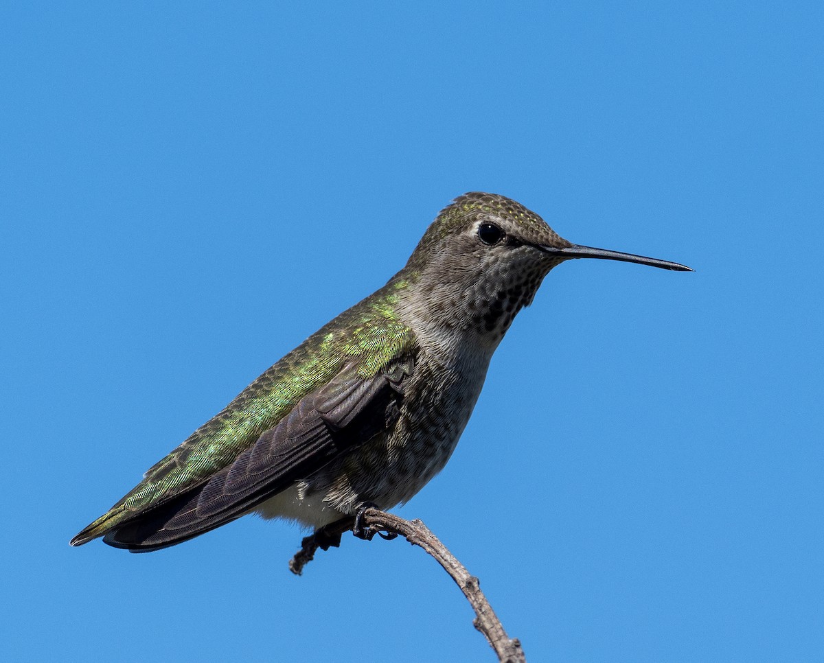 Anna's Hummingbird - ML623928942