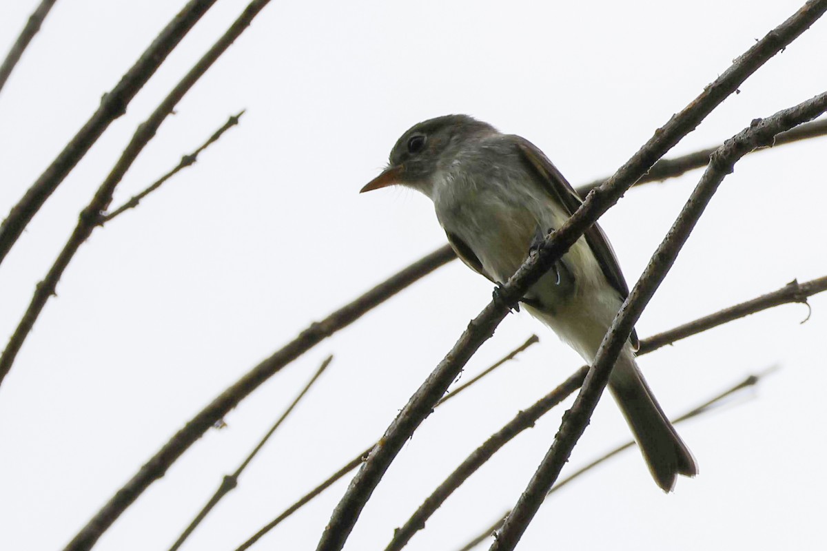 Alder Flycatcher - ML623928949