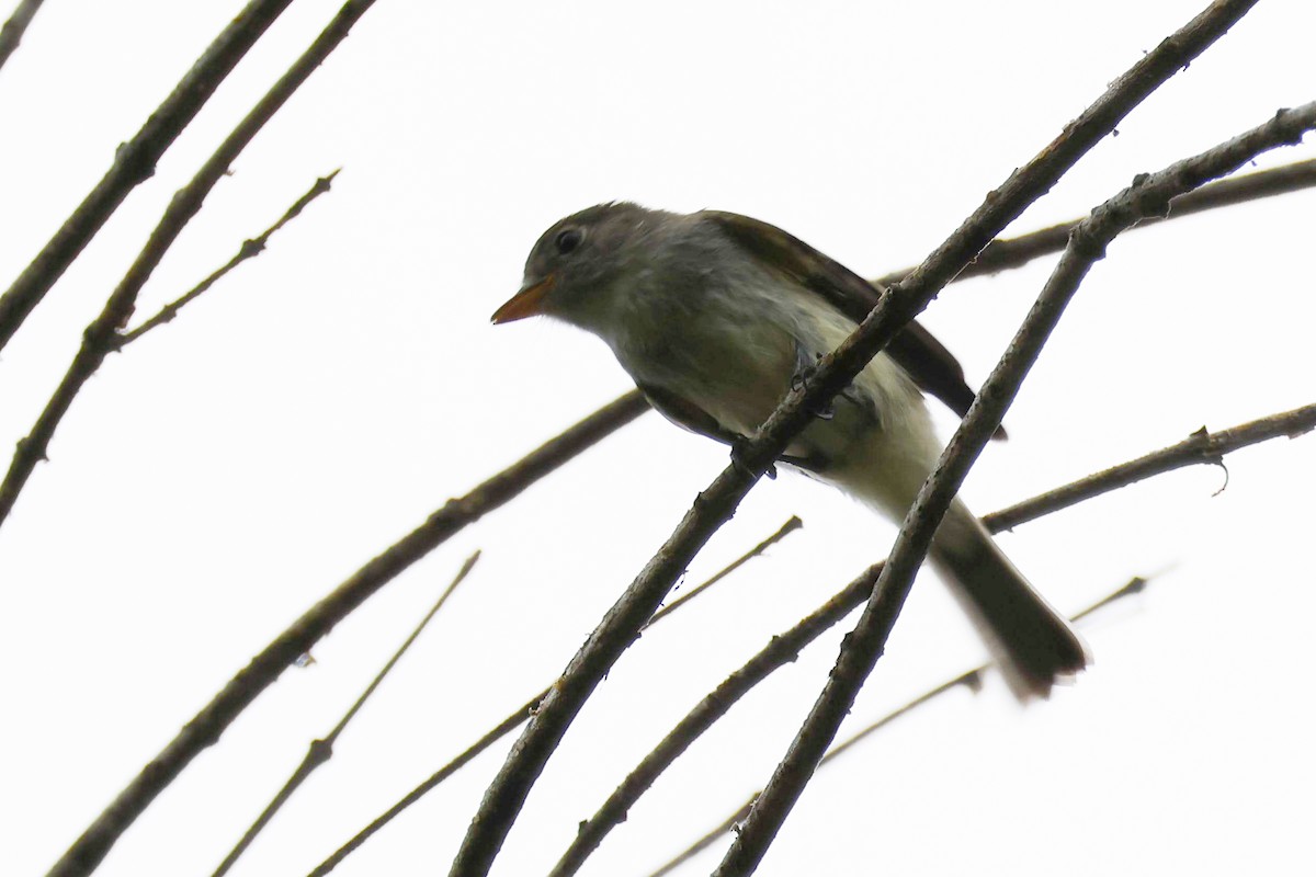 Alder Flycatcher - ML623928950