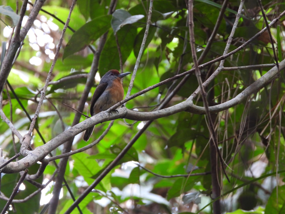 Rufous-capped Nunlet - ML623928957