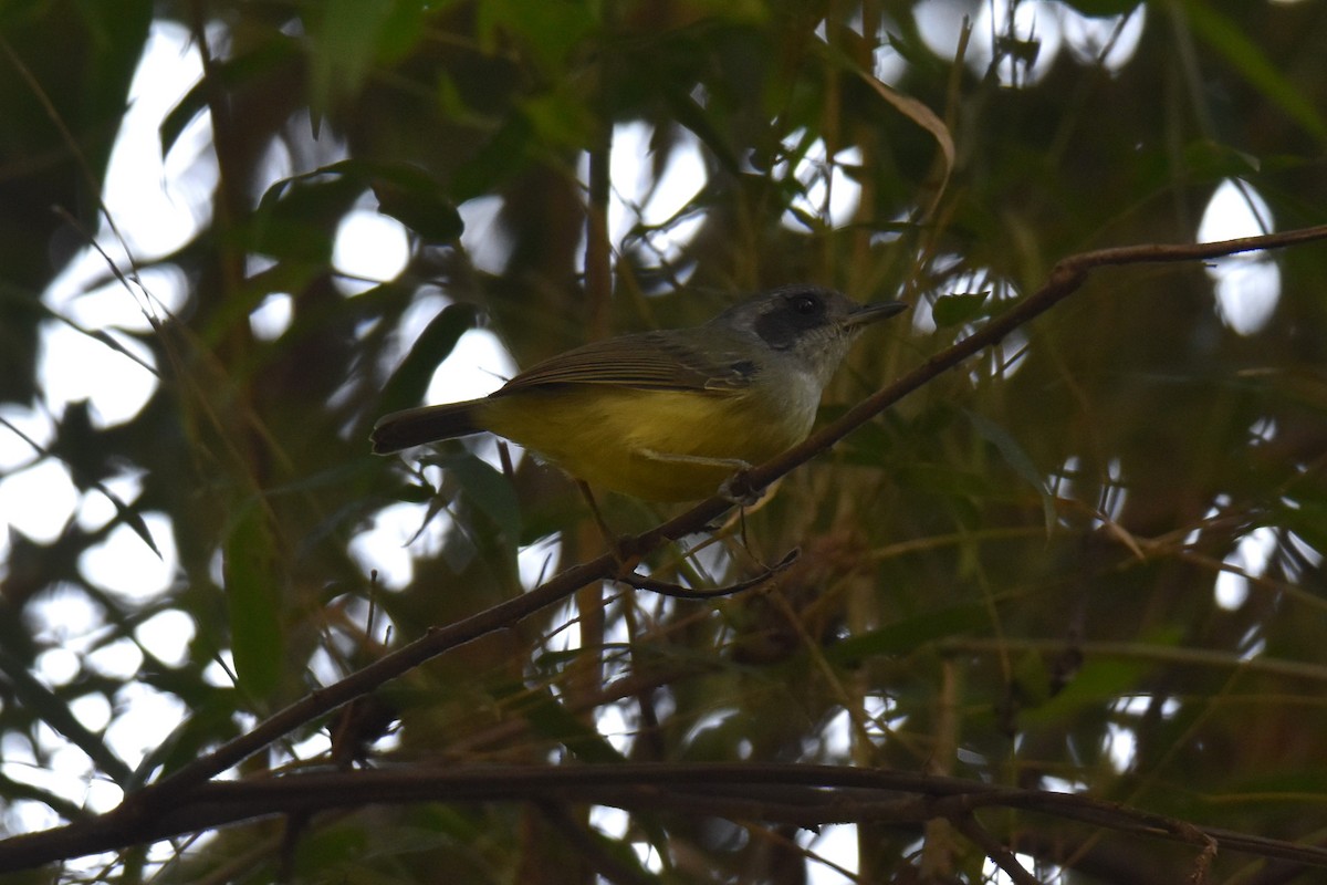 Plain Antvireo - ML623928962