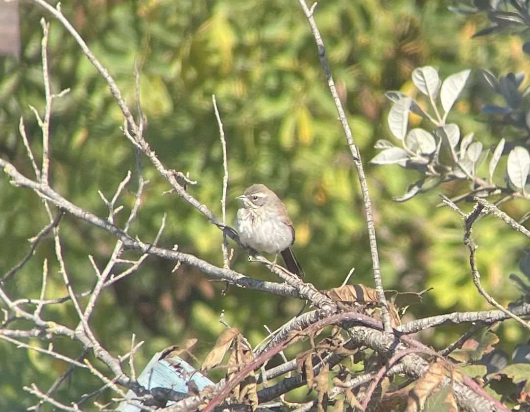 Black-throated Sparrow - ML623928975