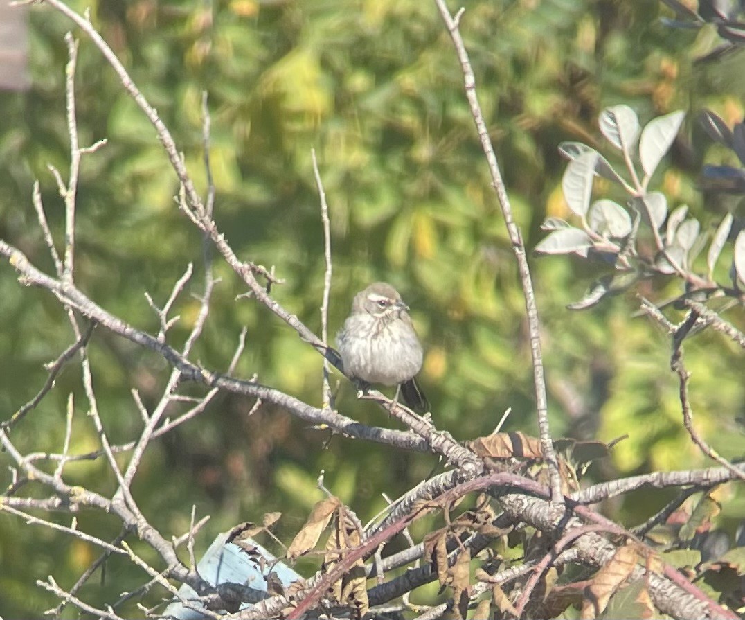 Black-throated Sparrow - ML623928976