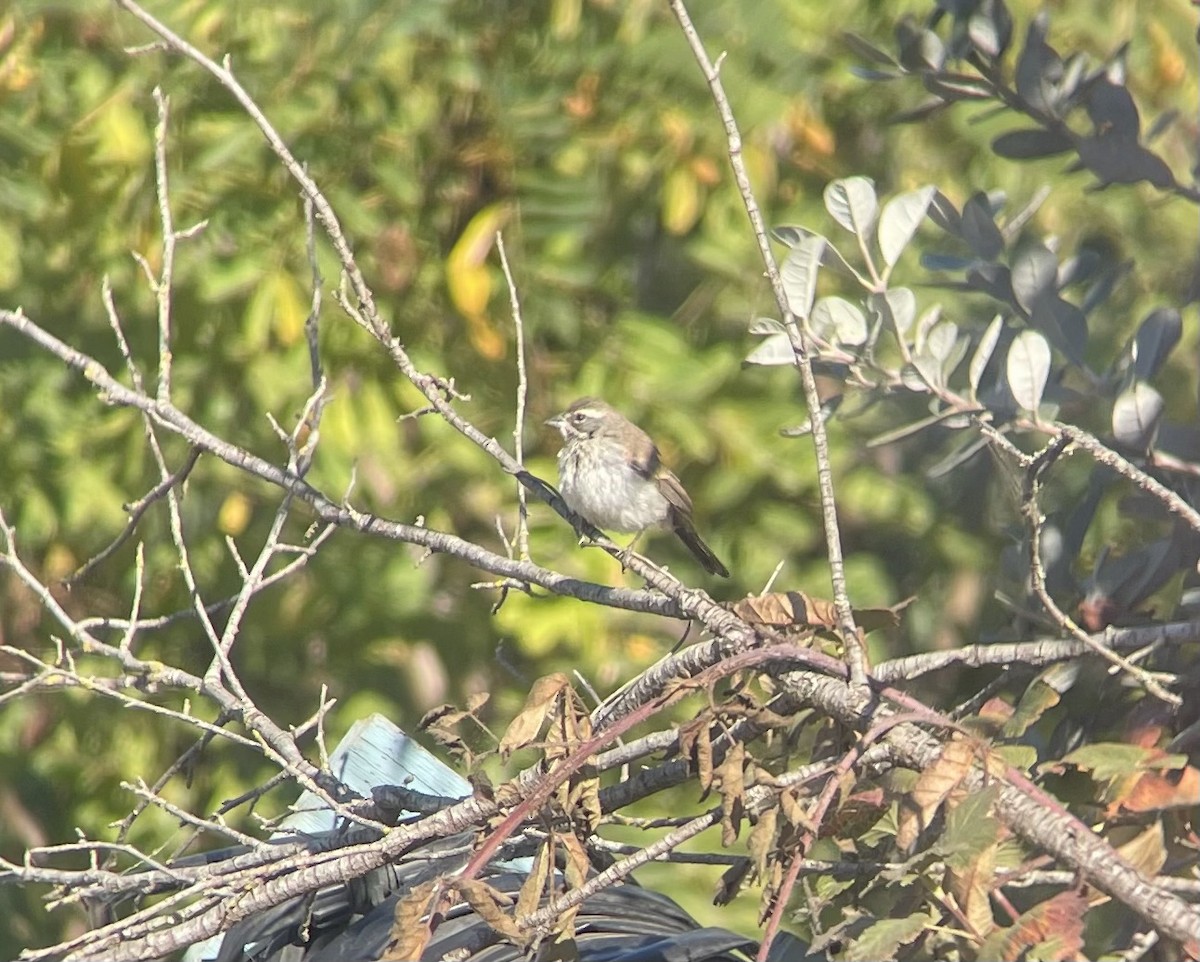 Black-throated Sparrow - ML623928977