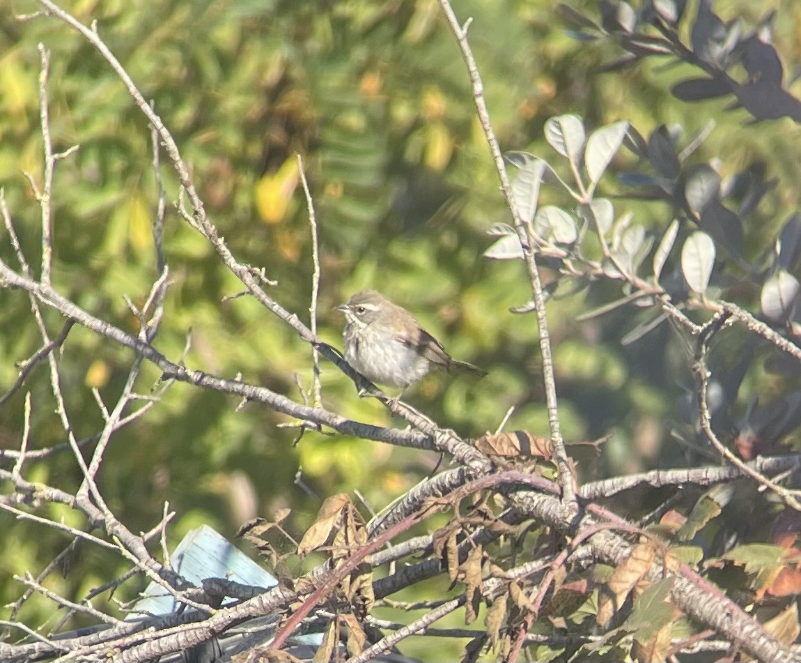 Black-throated Sparrow - ML623928978