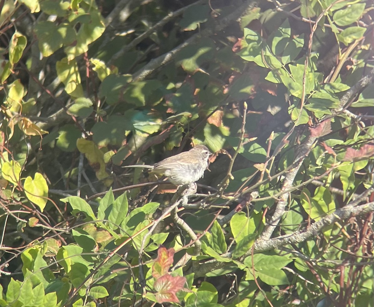 Black-throated Sparrow - ML623928979