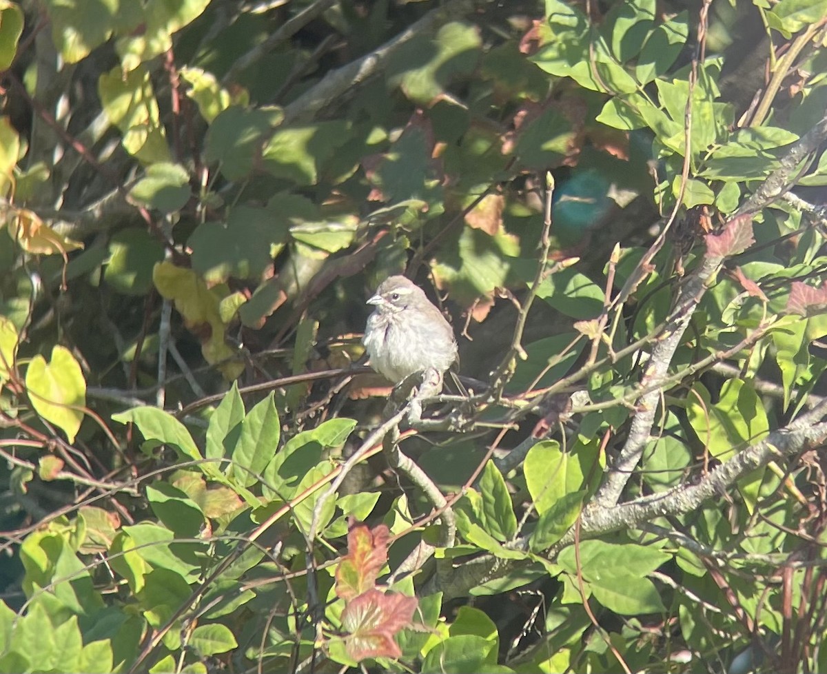 Black-throated Sparrow - ML623928980